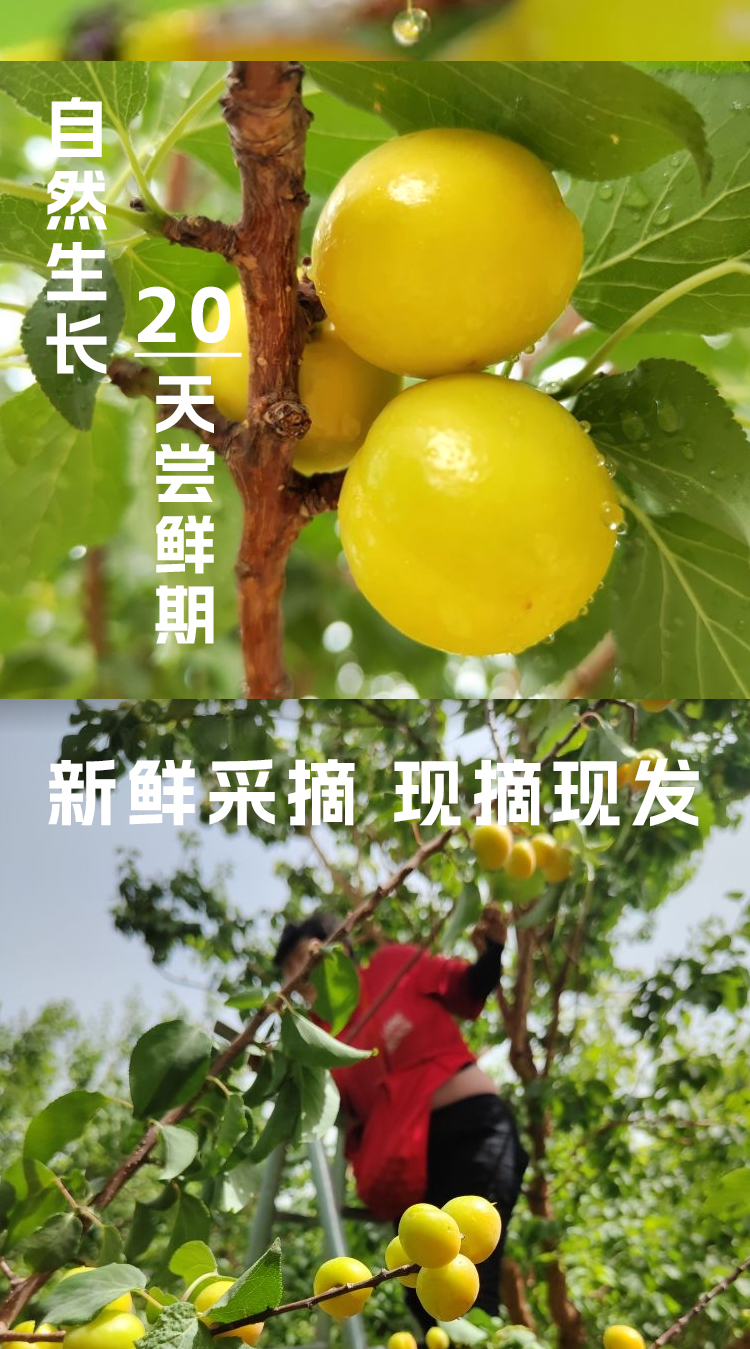 xiaobaix_02.jpg