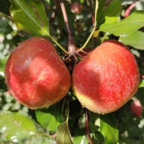 2025阿克苏苹果素材第一期