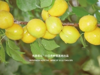 小白杏图文笔记
